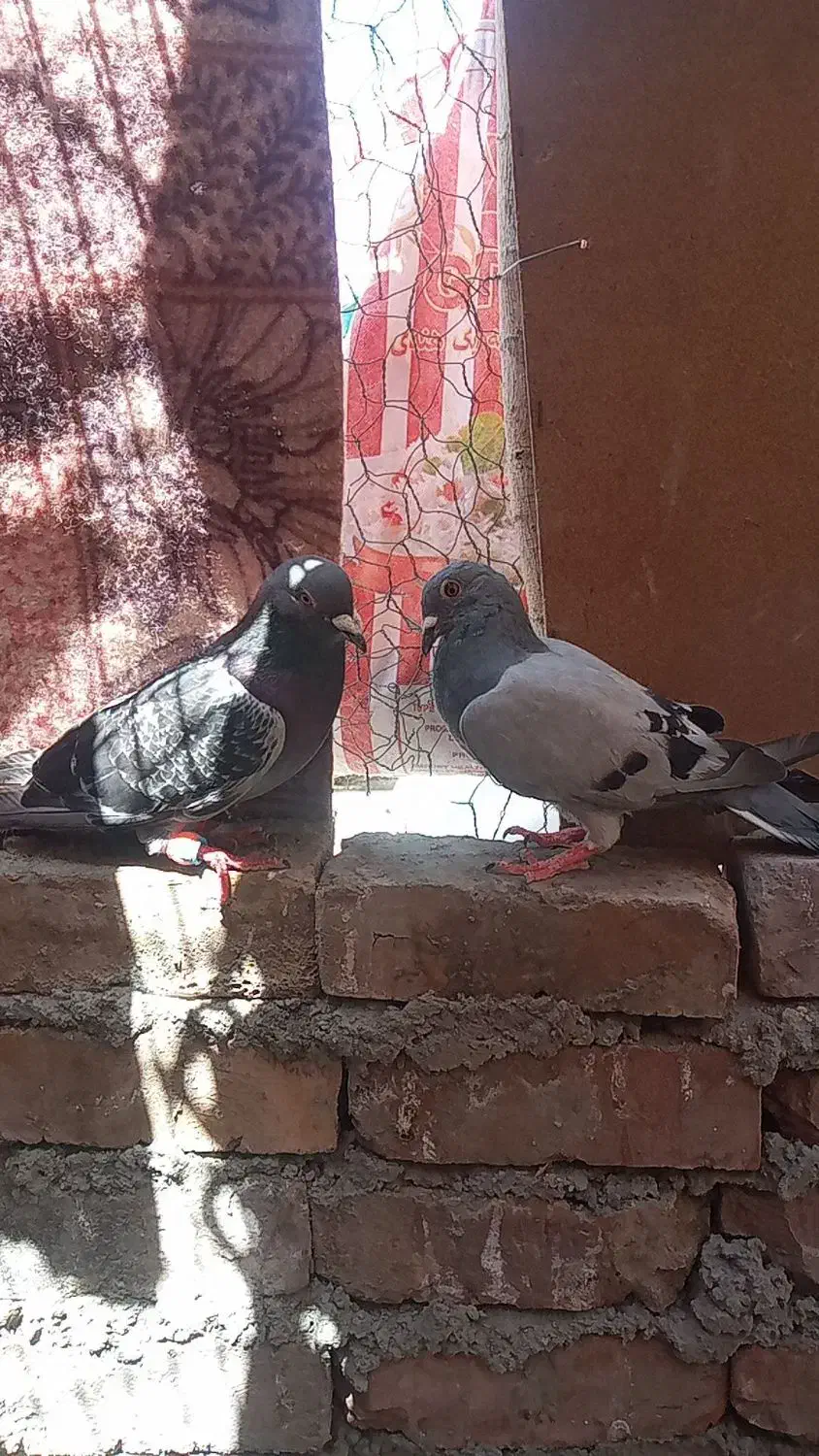 کفتر|پرنده|خاش, |دیوار