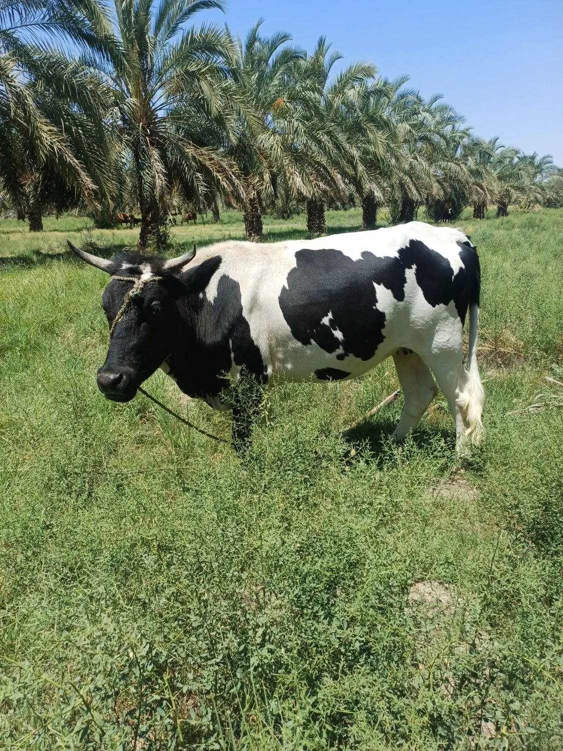 گاو|حیوانات مزرعه|جلگه چاه هاشم, |دیوار