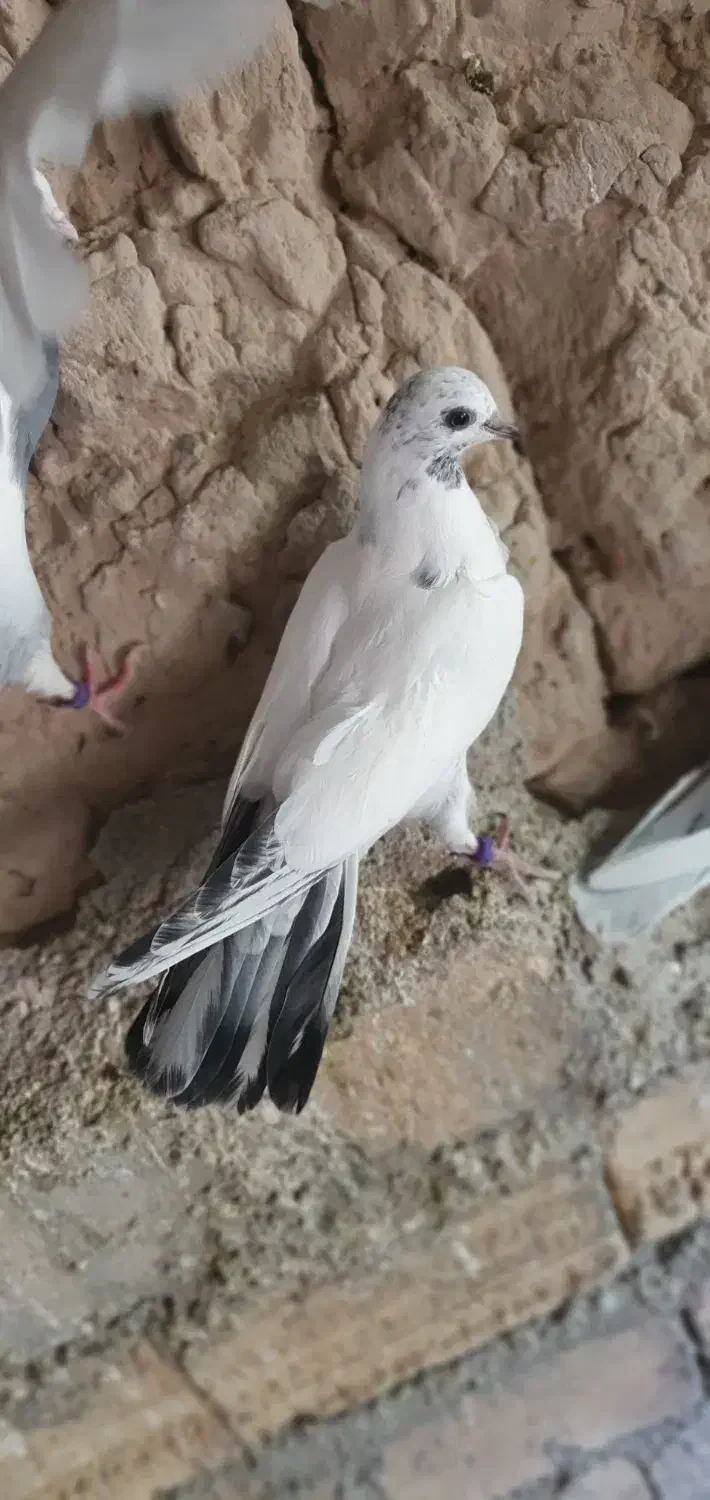 جوجه|پرنده|پیشوا, |دیوار
