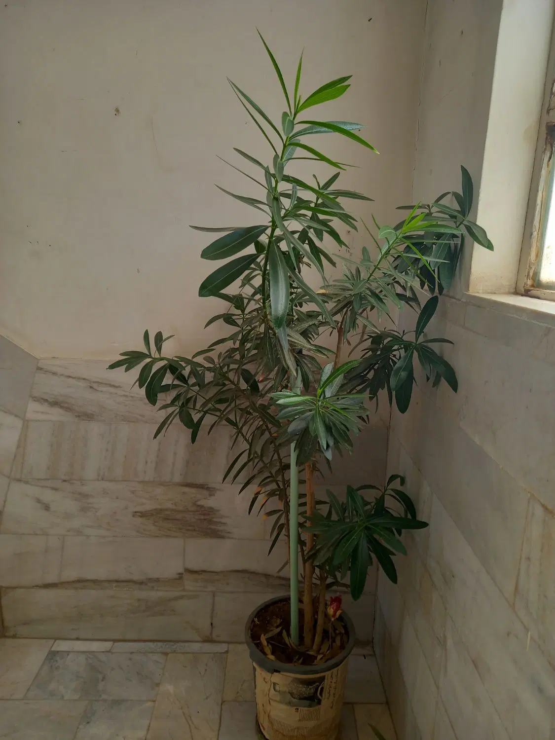 گل ژاله|گل و گیاه طبیعی|سنندج, |دیوار