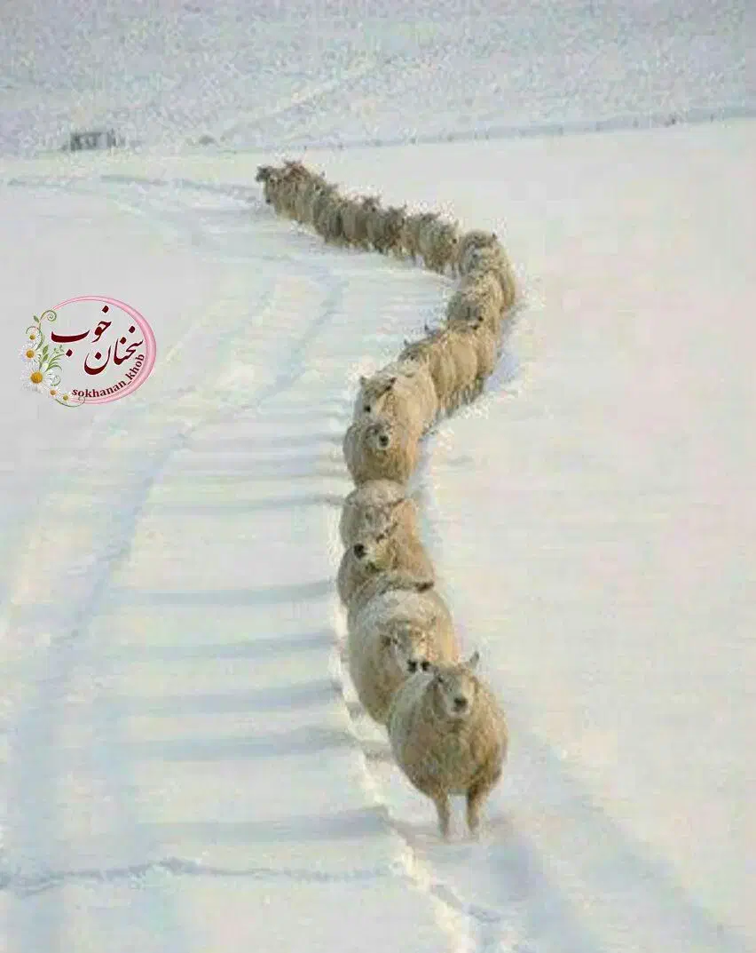 گوشت|خوردنی و آشامیدنی|تهران, سبلان (لشگر)|دیوار