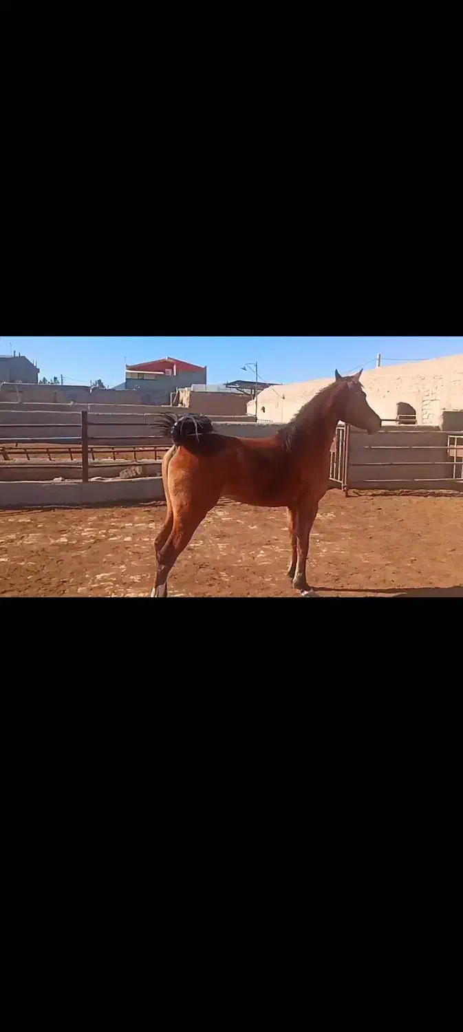 اسب|اسب و تجهیزات اسب‌سواری|قم, نیروگاه|دیوار