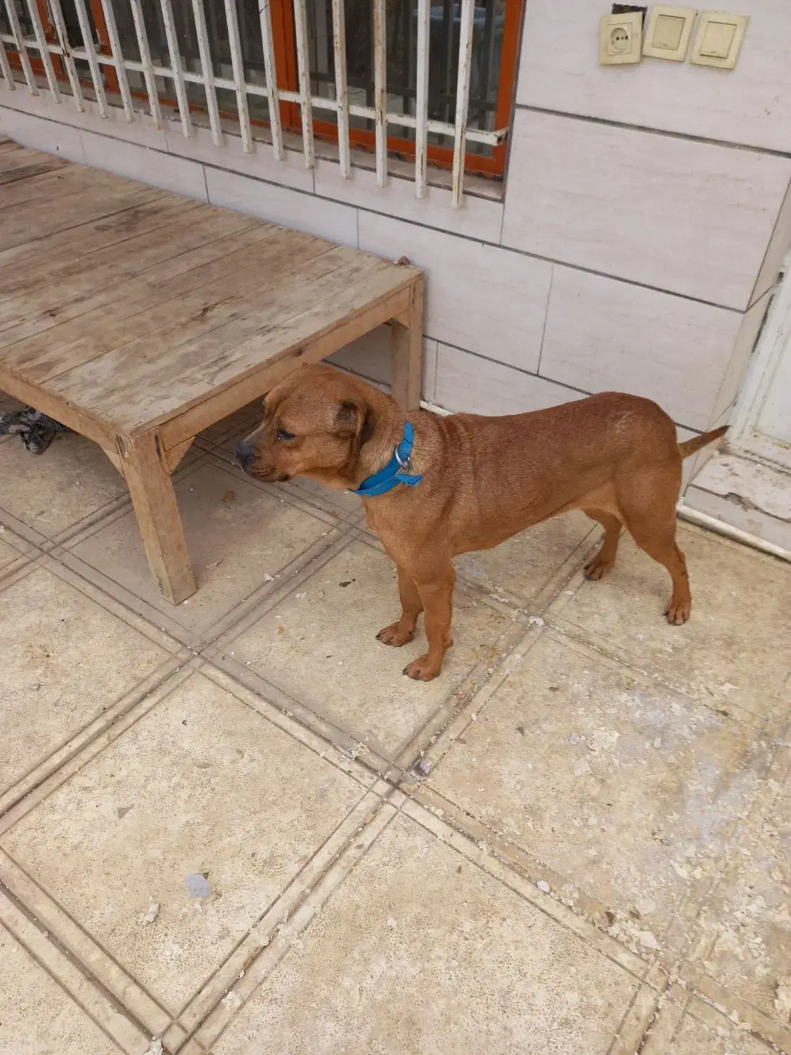 یک قلاده سگ پیت بول ماده|سگ|کرج, باغستان|دیوار