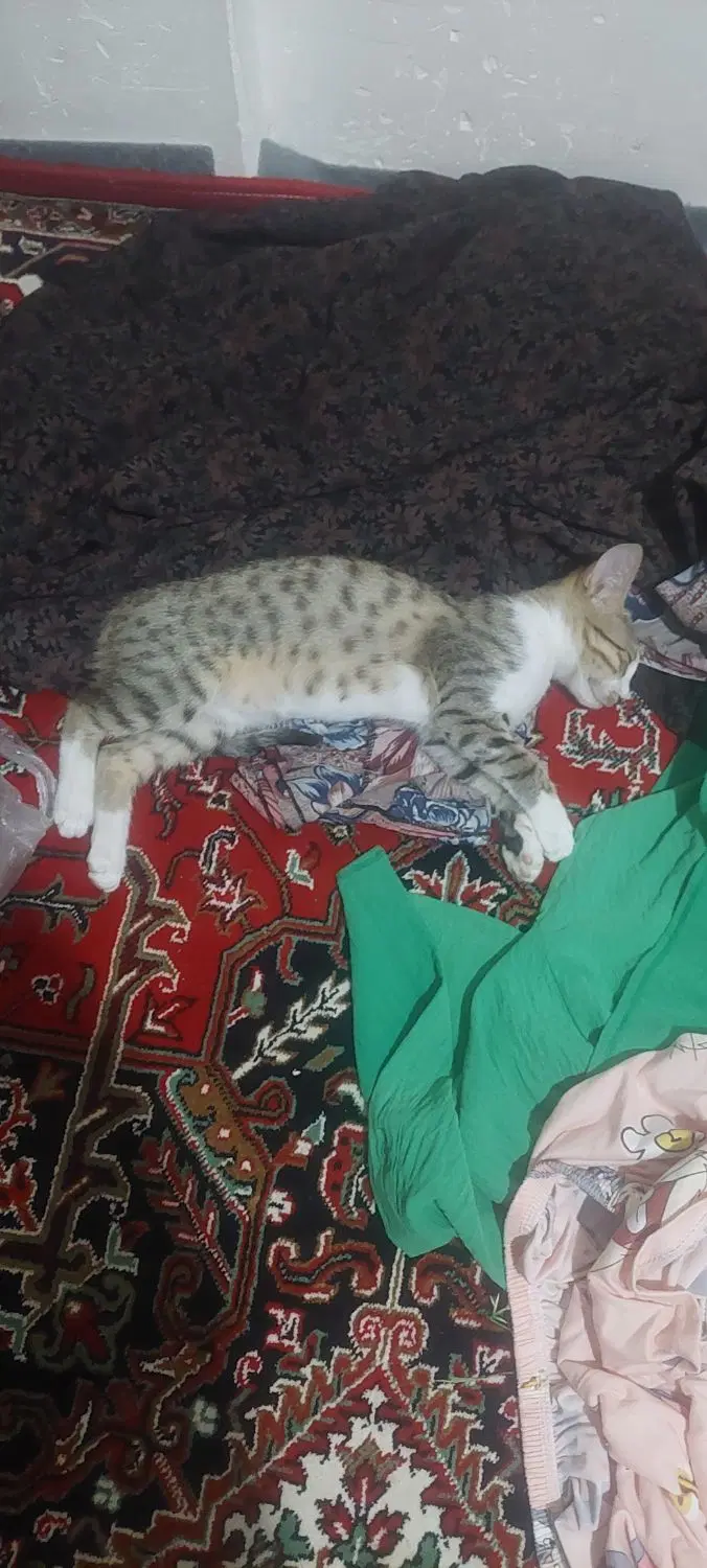 گربه|گربه|خوی, |دیوار