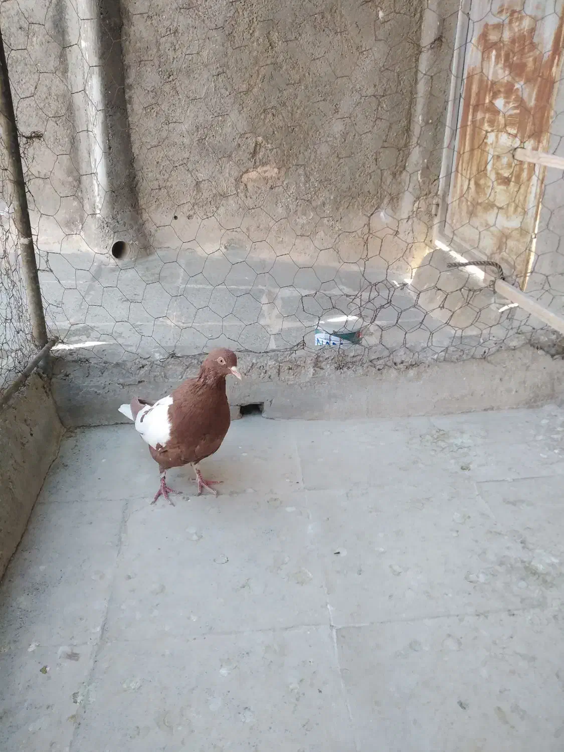 کفتر پرشی|پرنده|سبزوار, قصبه غربی|دیوار