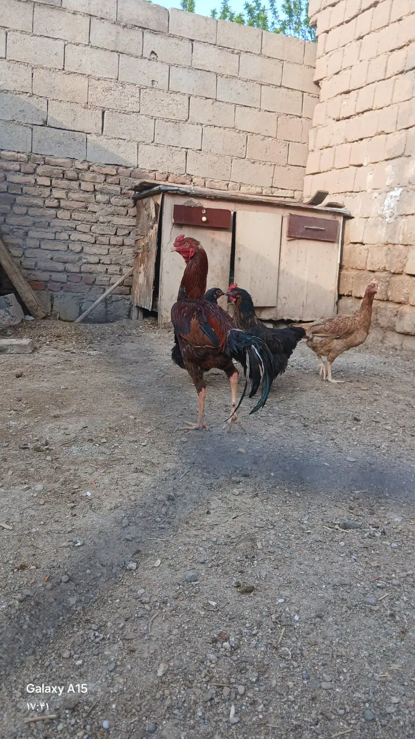 خروس|حیوانات مزرعه|بکتاش, |دیوار