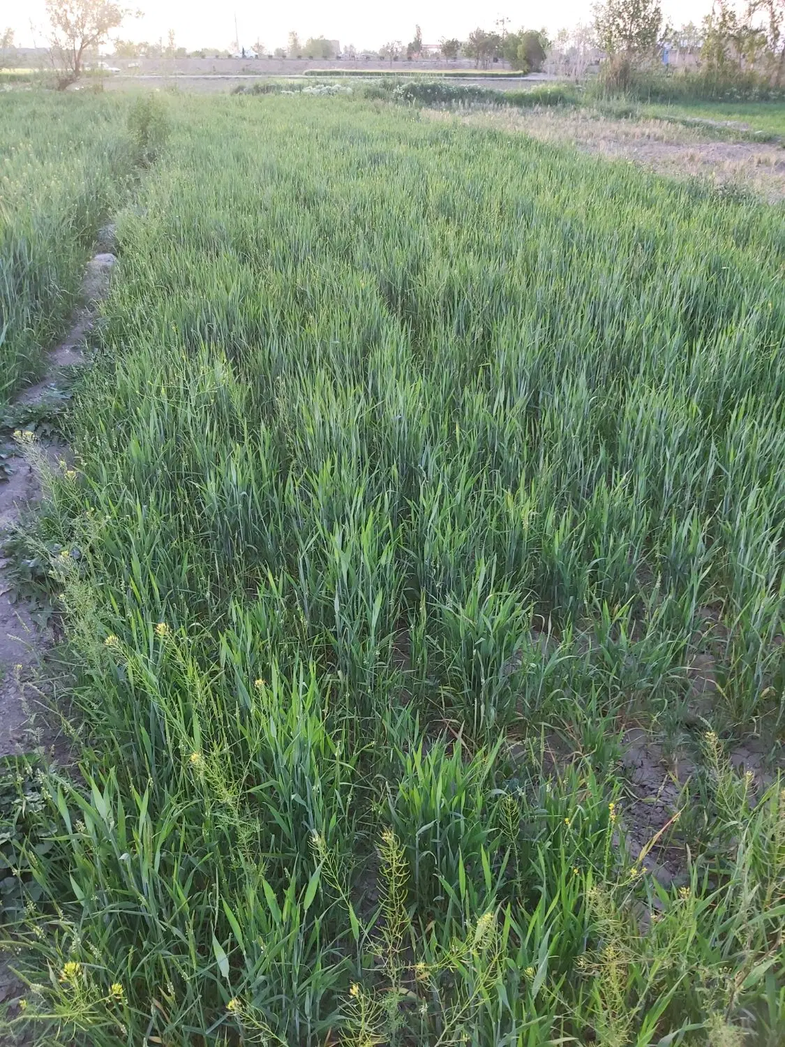 زمین کشاورزی نزدیک به خانه ها ۲۵۰ متر, اصفهان