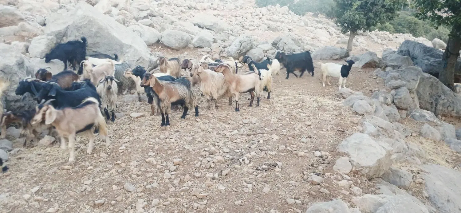 ‌...|حیوانات مزرعه|لوداب, |دیوار