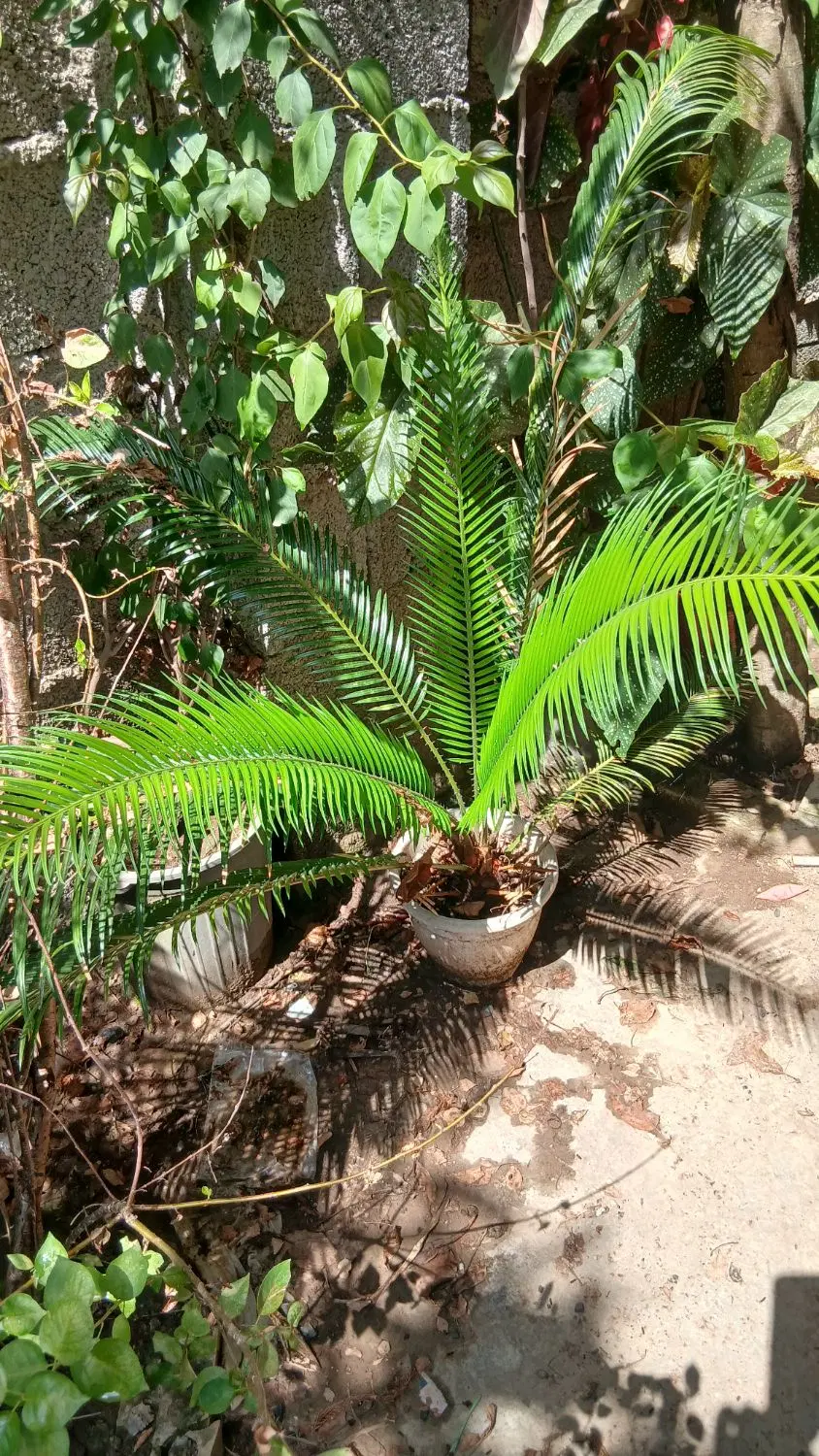 سیکاس|گل و گیاه طبیعی|رشت, پسیخان|دیوار