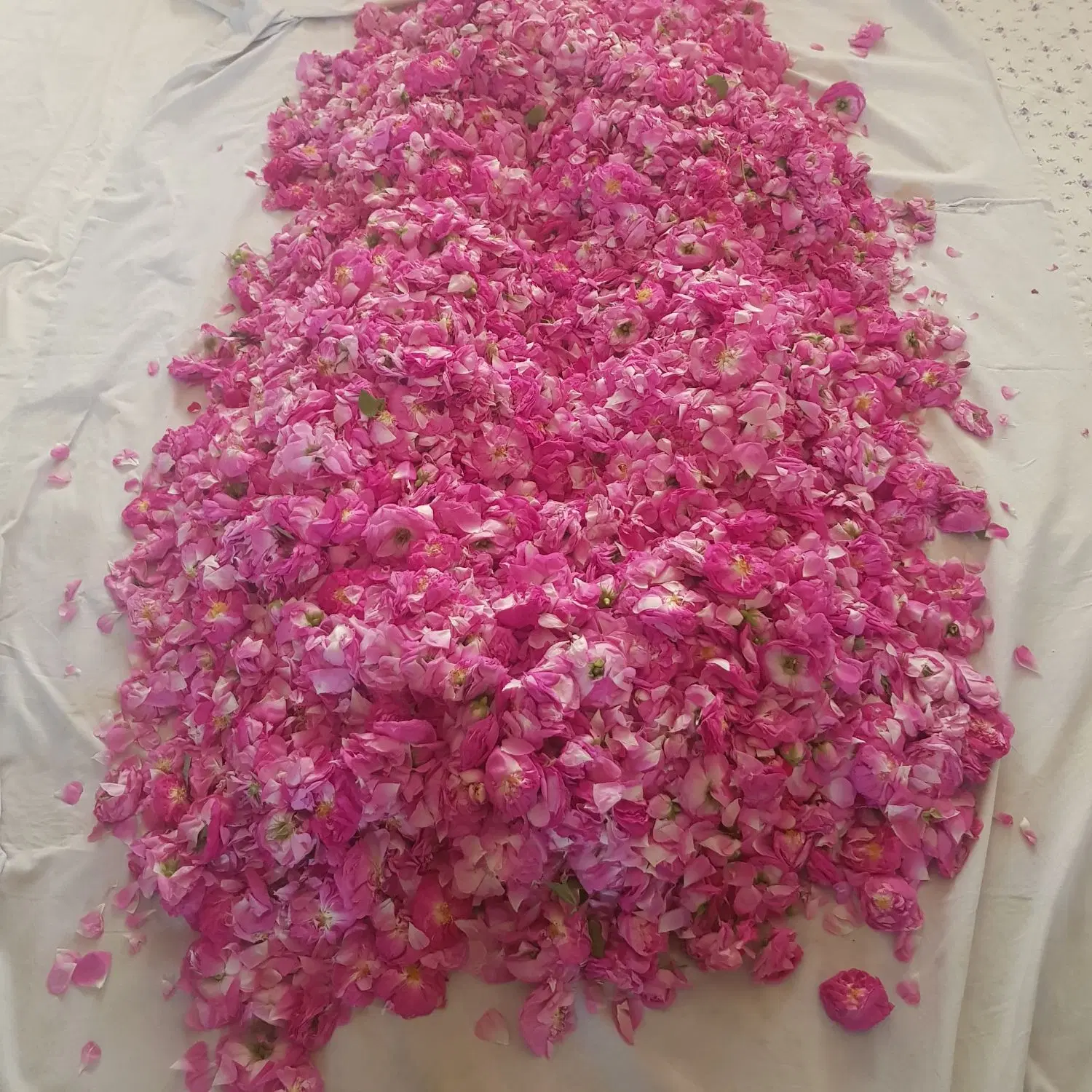 گل محمدی|خوردنی و آشامیدنی|مراغه, |دیوار