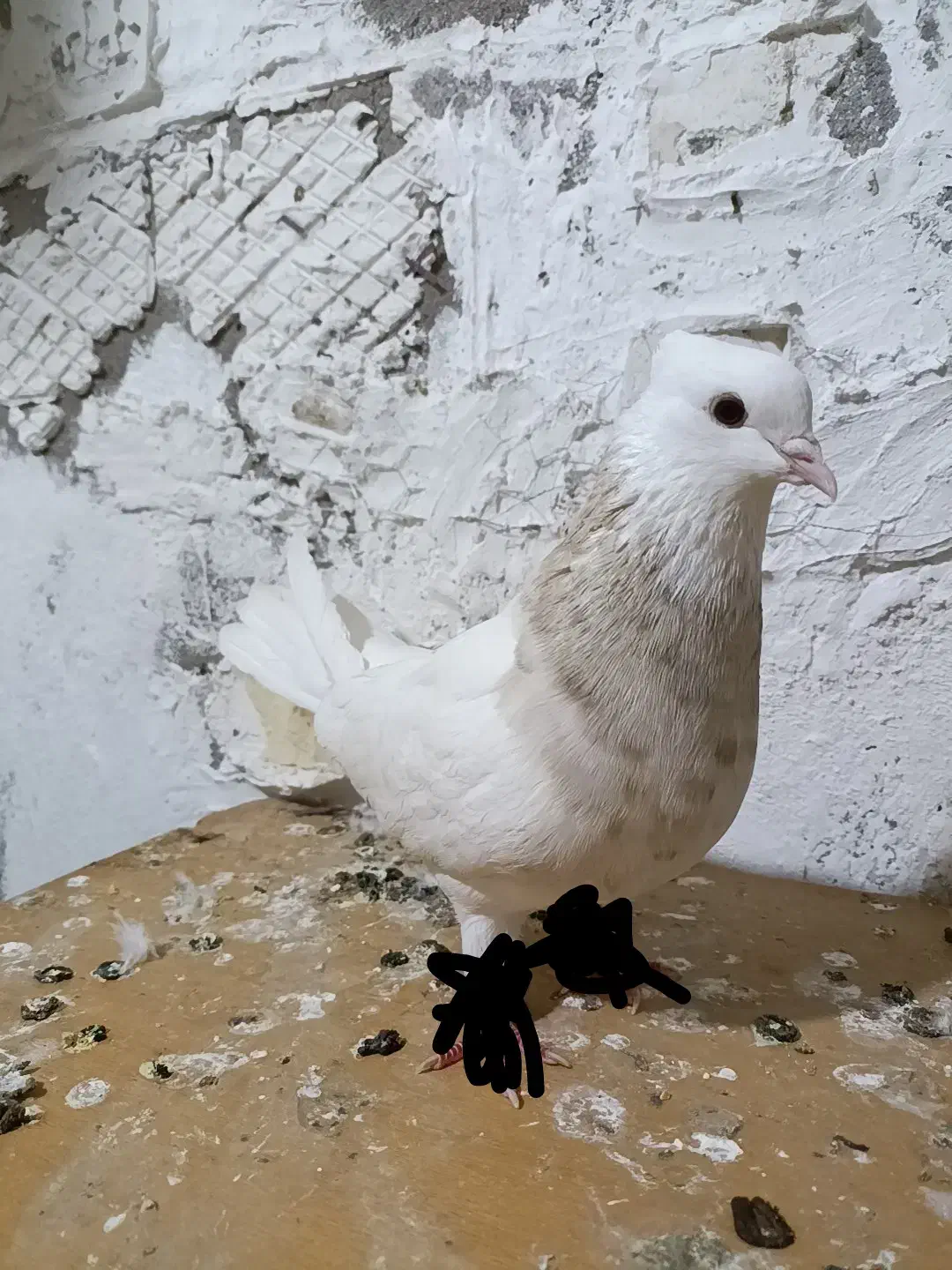 گمشده  مژدگانی|حیوانات|مسجد سلیمان, |دیوار