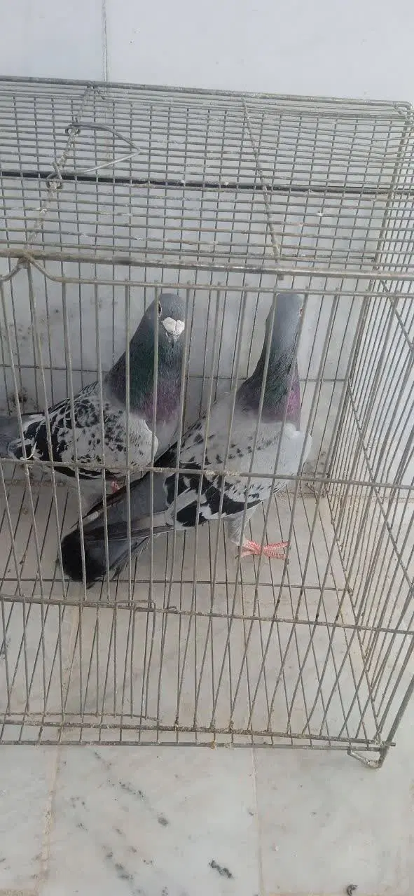 کفتر|پرنده|قهدریجان, |دیوار
