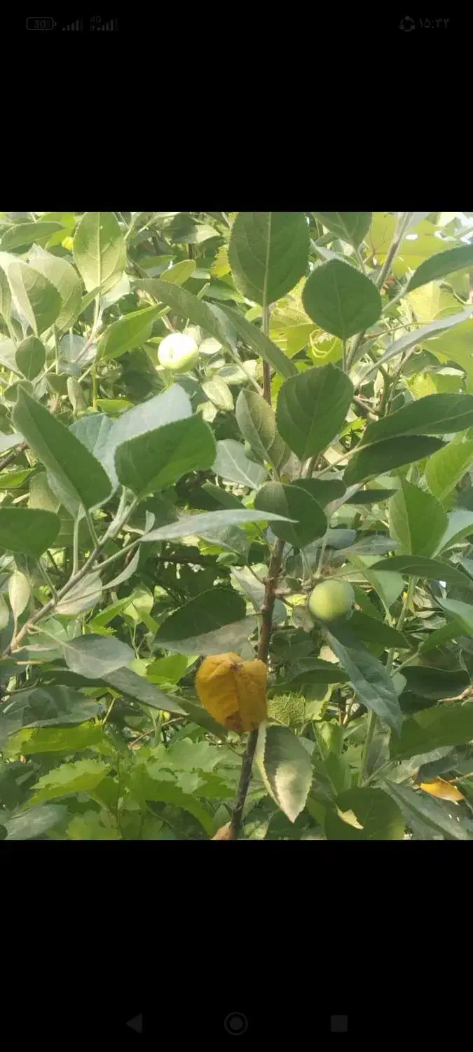 درخت میوه|گل و گیاه طبیعی|آبادان, |دیوار