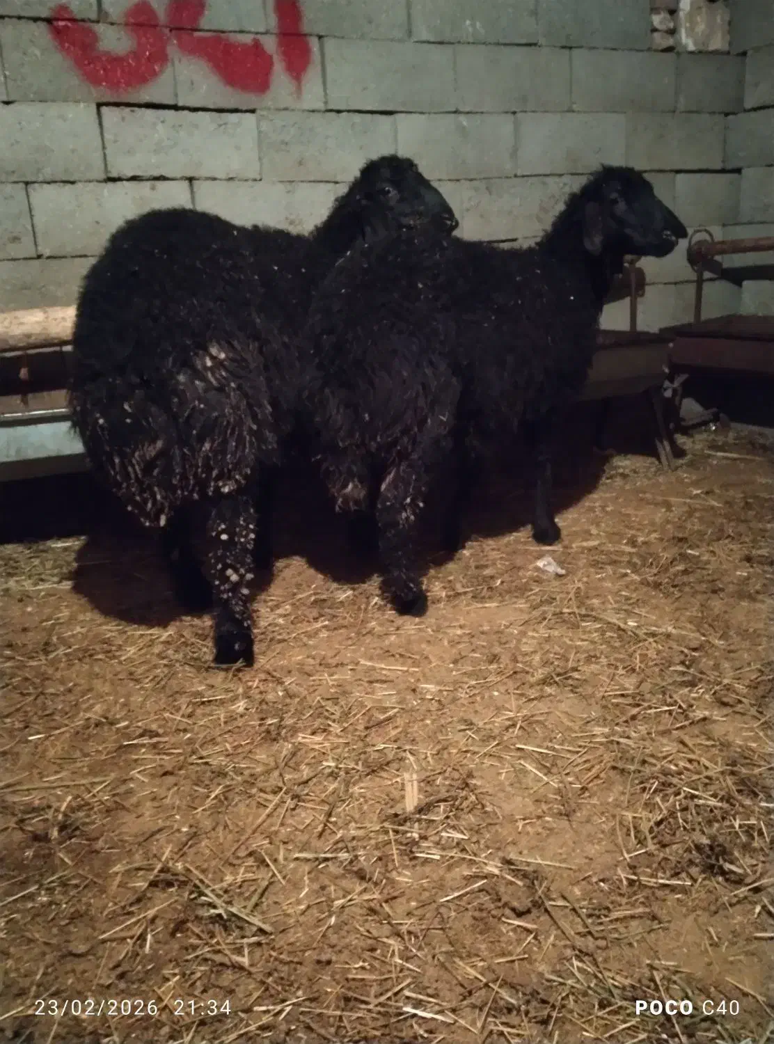 گوسفند|حیوانات مزرعه|باروق, |دیوار