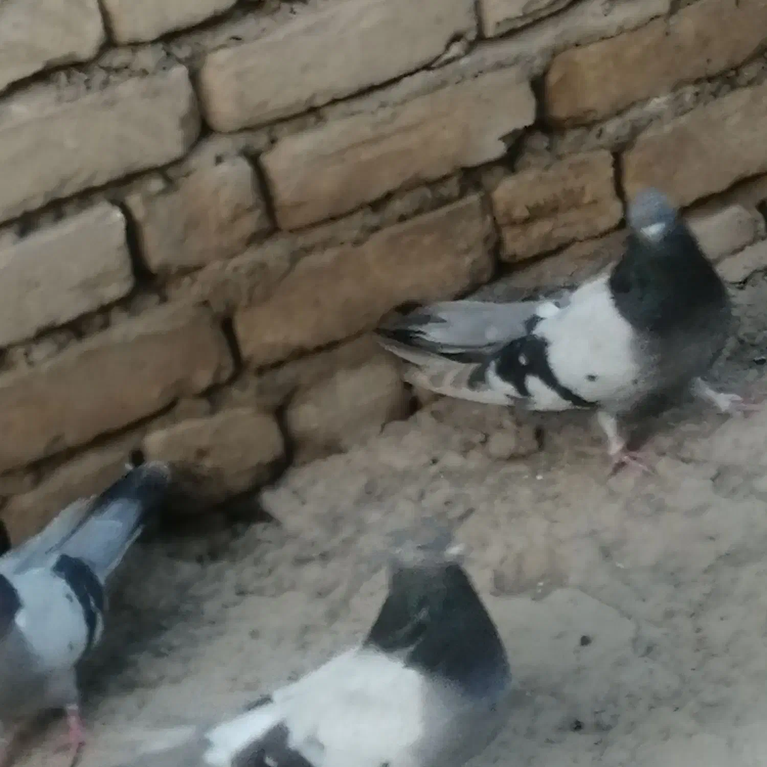 کبوتر|پرنده|شهرکرد, |دیوار