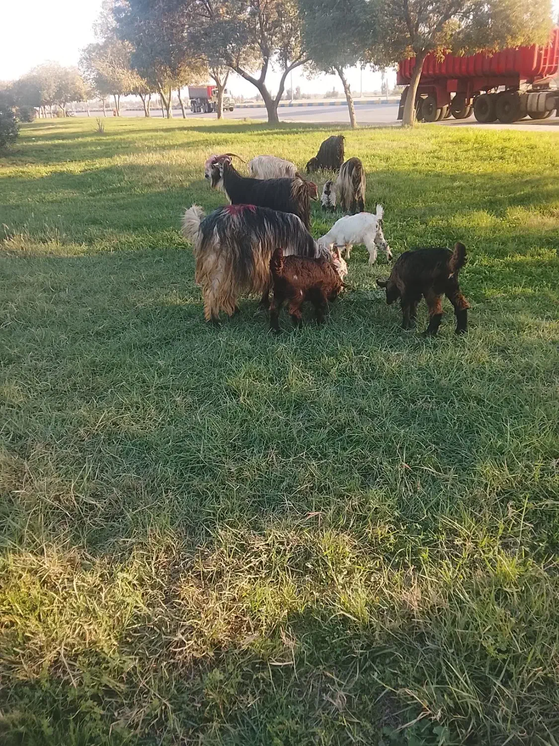 بز بیگ|حیوانات مزرعه|دزفول, |دیوار