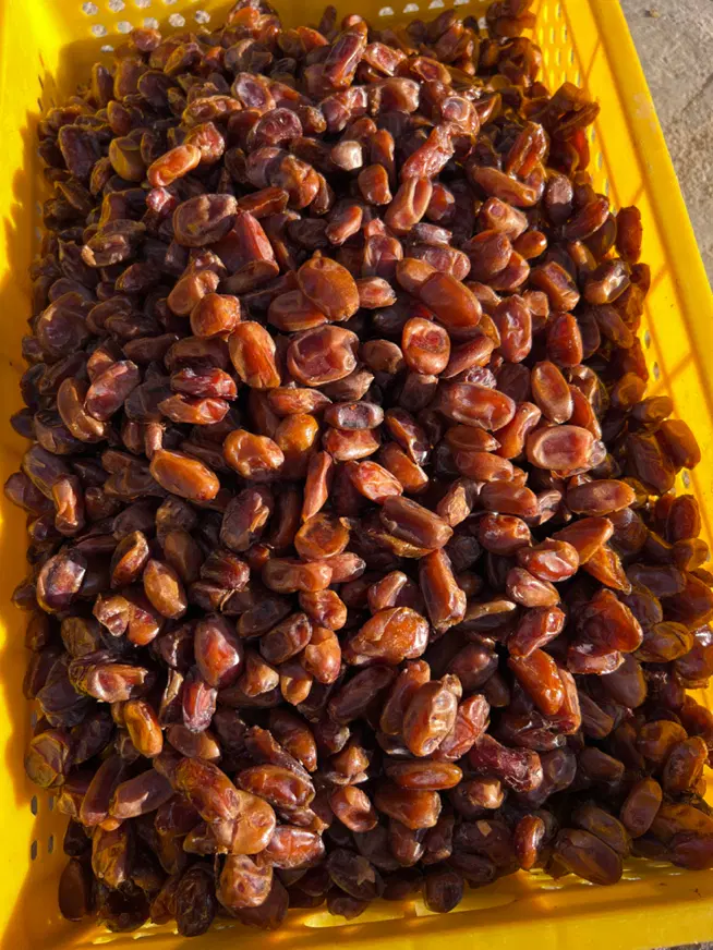 خرما|خوردنی و آشامیدنی|خشت, |دیوار
