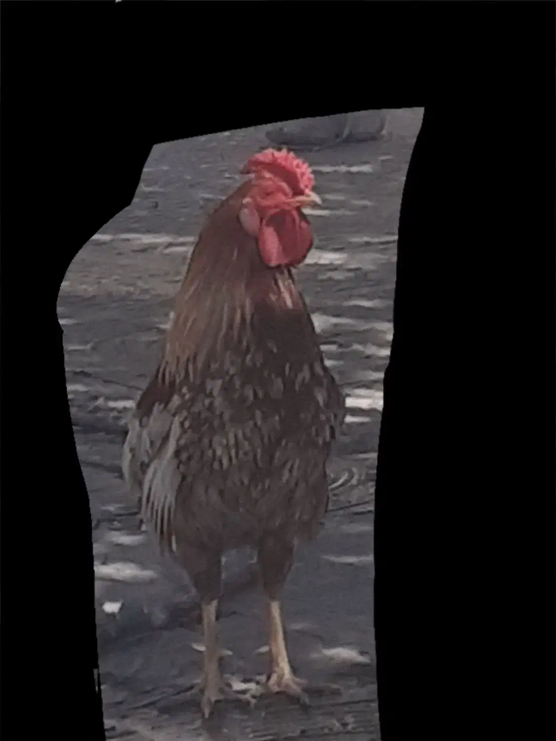 مرغ|حیوانات مزرعه|جیرفت, |دیوار