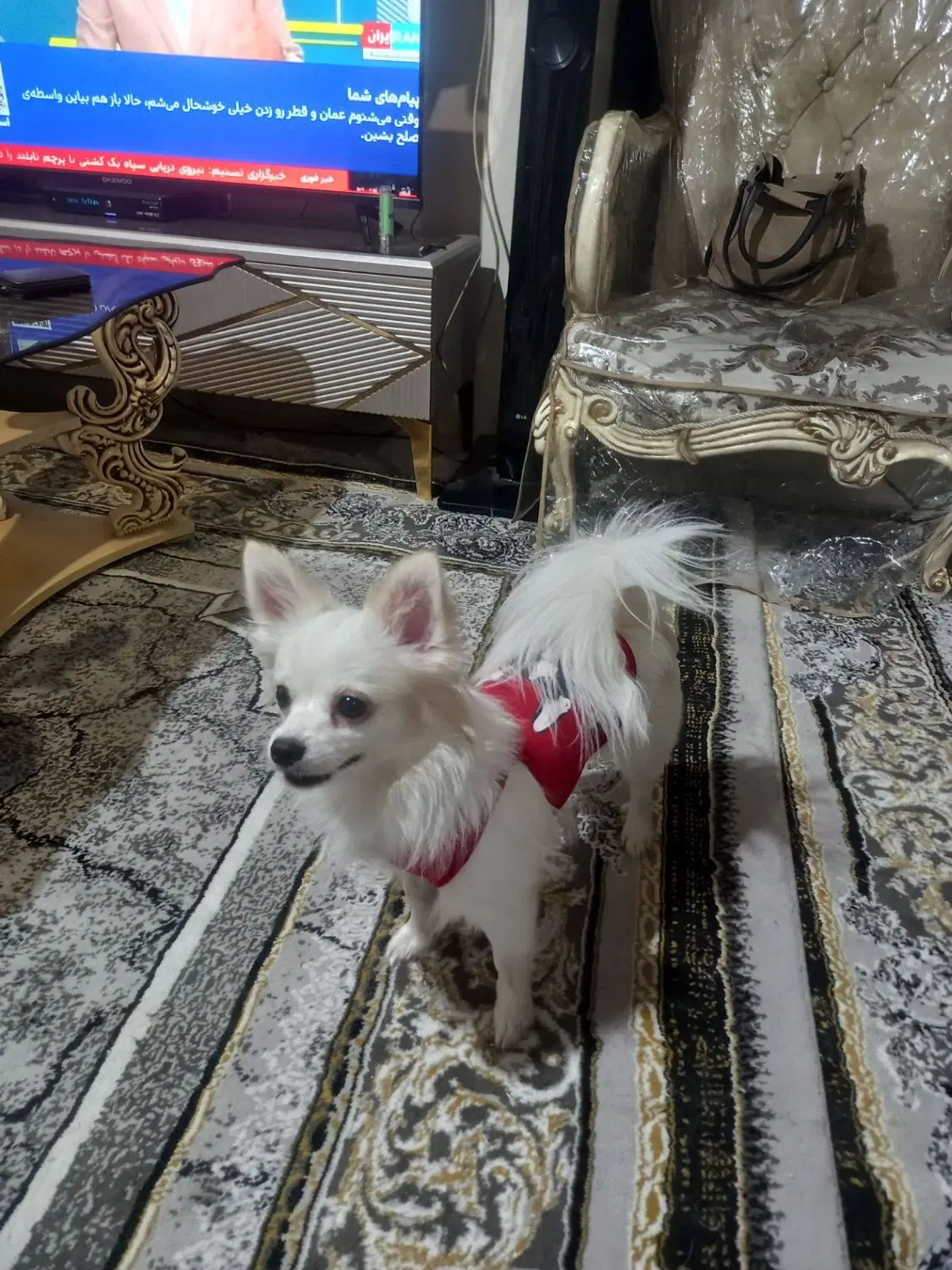 سگ پامر|سگ|کرج, حیدرآباد|دیوار