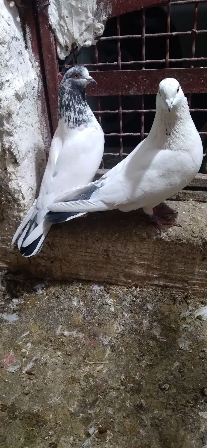 کبوتر|پرنده|گرگان, |دیوار