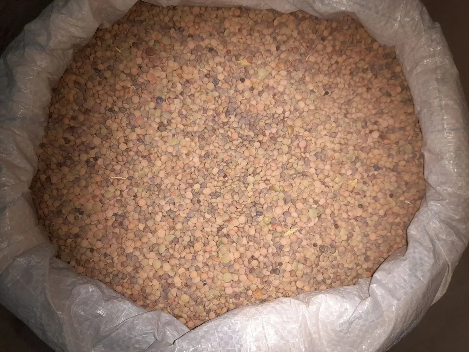 عدس|خوردنی و آشامیدنی|کازرون, |دیوار