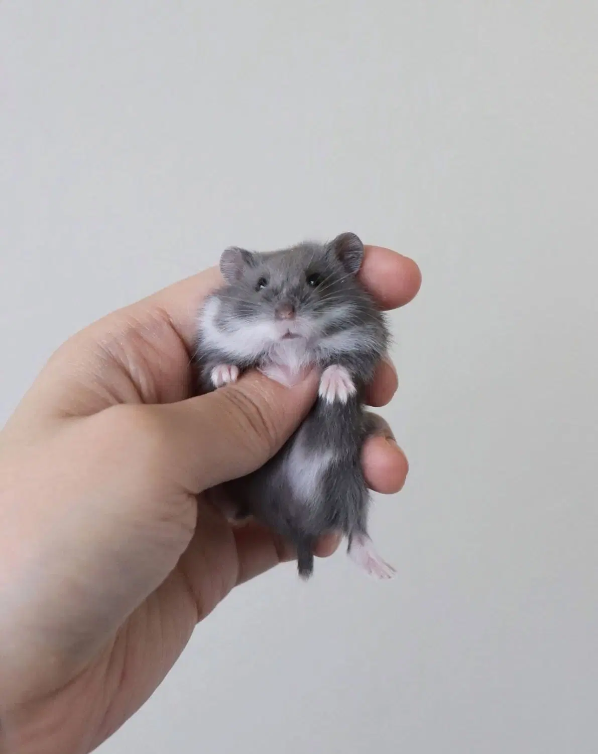 مینی hamster|موش و خرگوش|لاهیجان, انقلاب|دیوار