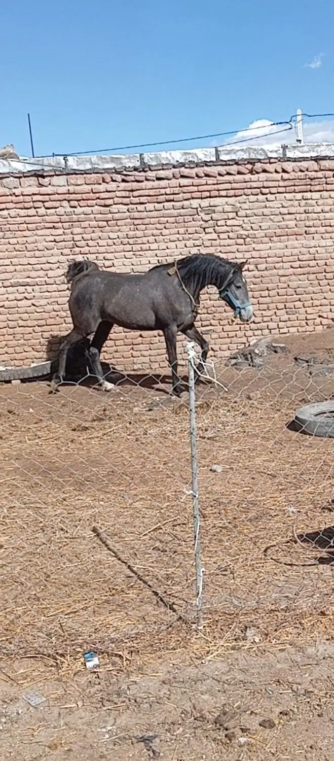 اسب|اسب و تجهیزات اسب‌سواری|اردبیل, |دیوار