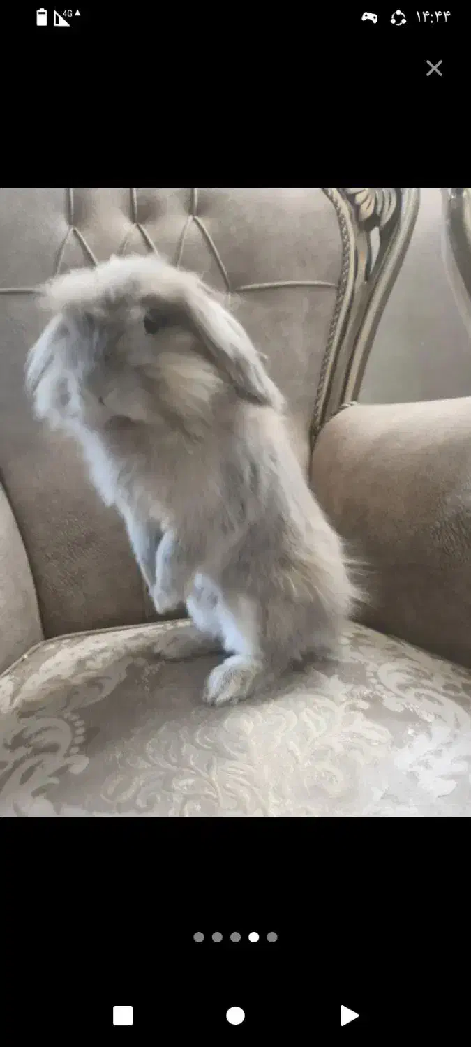 خرگوش لوپ|موش و خرگوش|فولادشهر, فولادشهر|دیوار