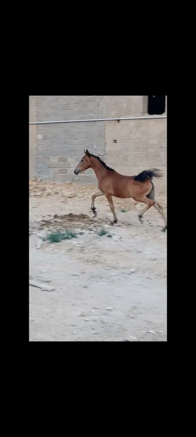 اسب|اسب و تجهیزات اسب‌سواری|سپیدان, |دیوار