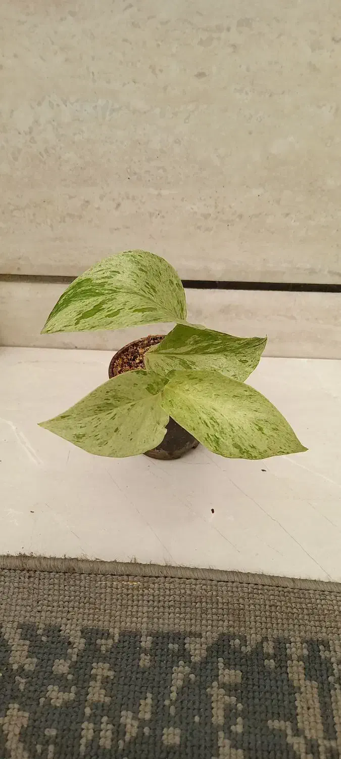 پک ۴تایی|گل و گیاه طبیعی|نیشابور, فرح بخش|دیوار