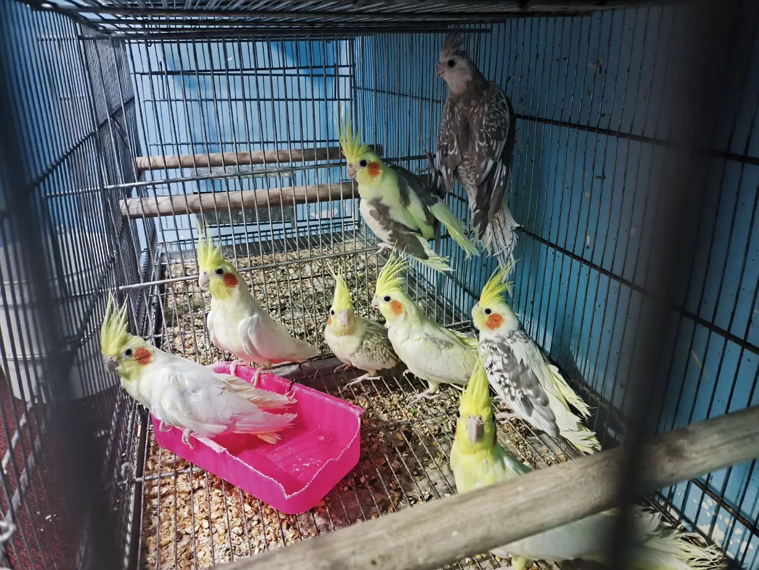 پرنده|پرنده|خرمشهر, |دیوار