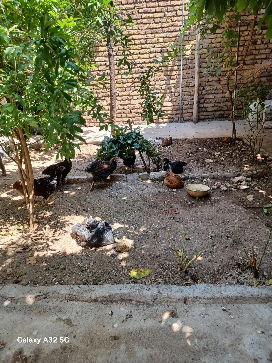 جوجه|حیوانات مزرعه|ماکو, |دیوار