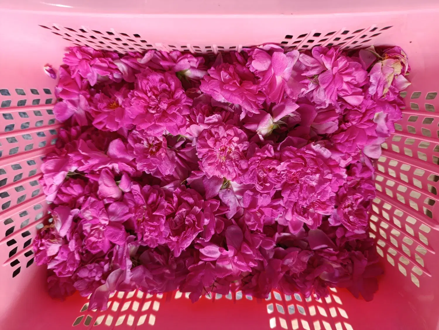 گل محمدی|خوردنی و آشامیدنی|شاهین دژ, |دیوار