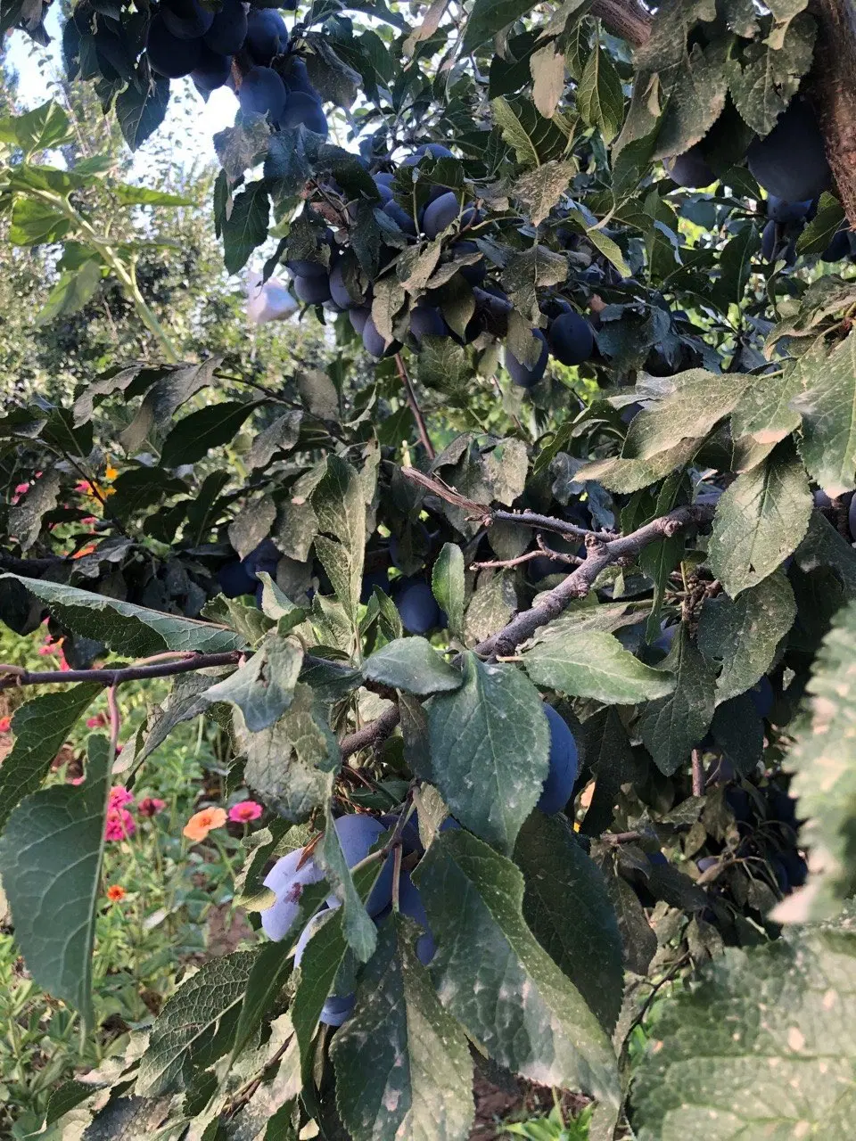 آلو|خوردنی و آشامیدنی|زنجان, |دیوار