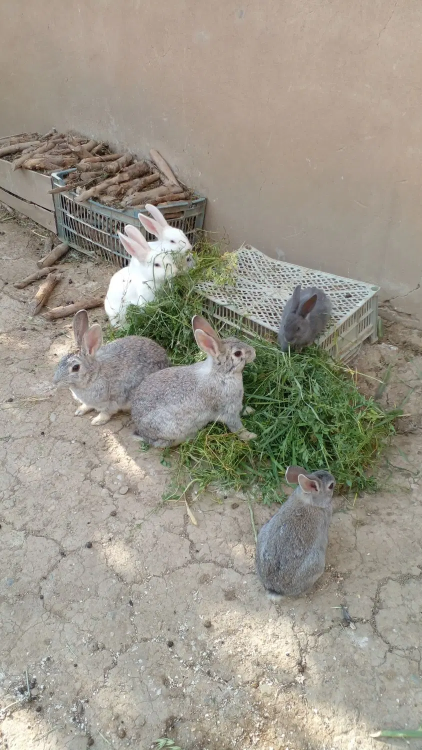 خرگوش|موش و خرگوش|پیرانشهر, |دیوار