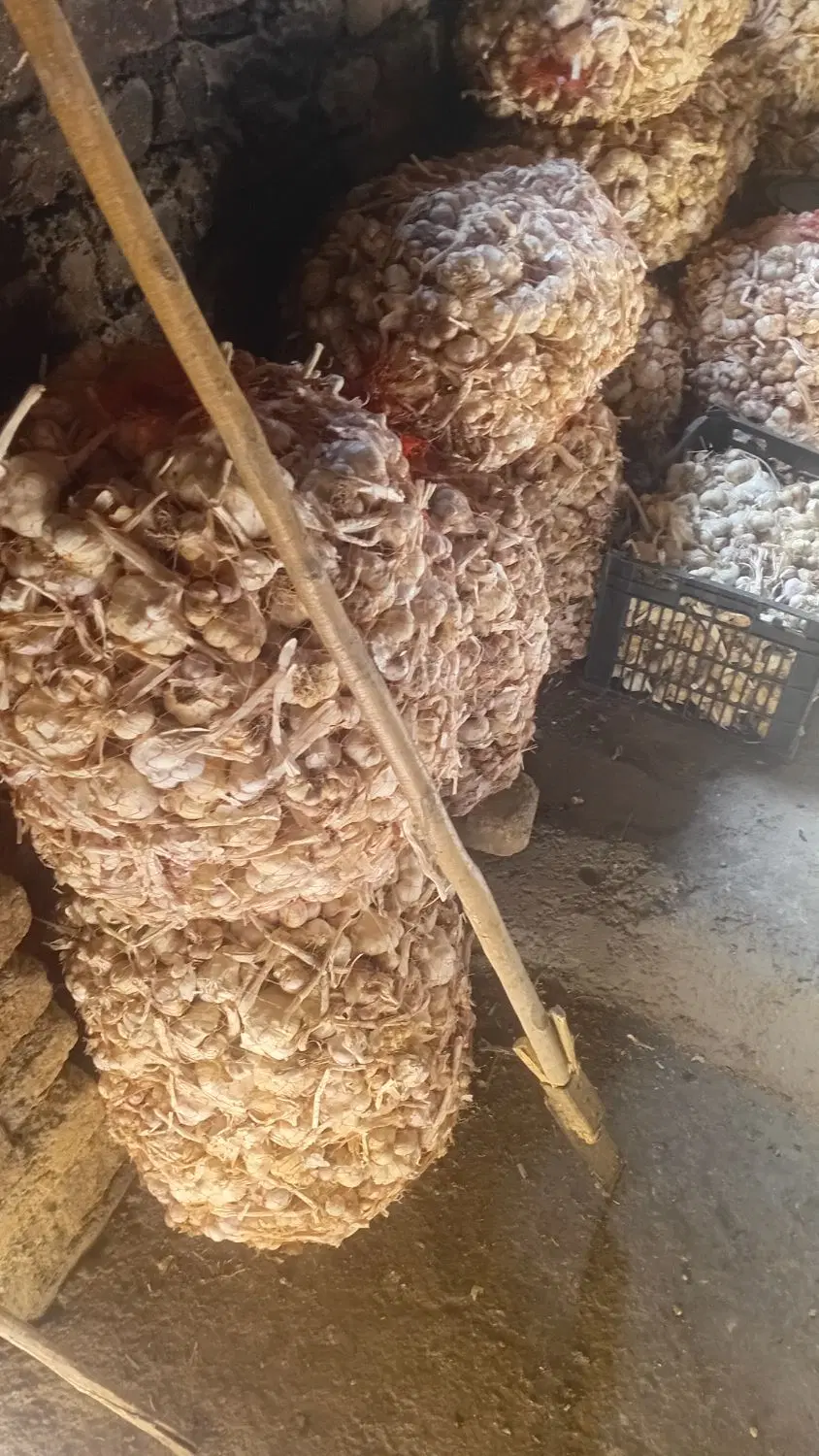 سیر خشک|خوردنی و آشامیدنی|الشتر, |دیوار