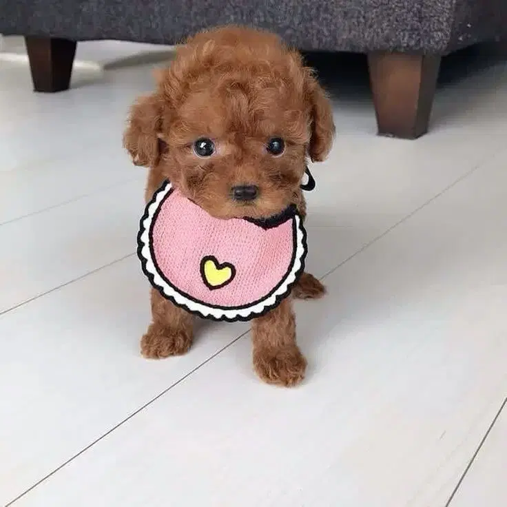 *poodle * دارک|سگ|تهران, پونک|دیوار