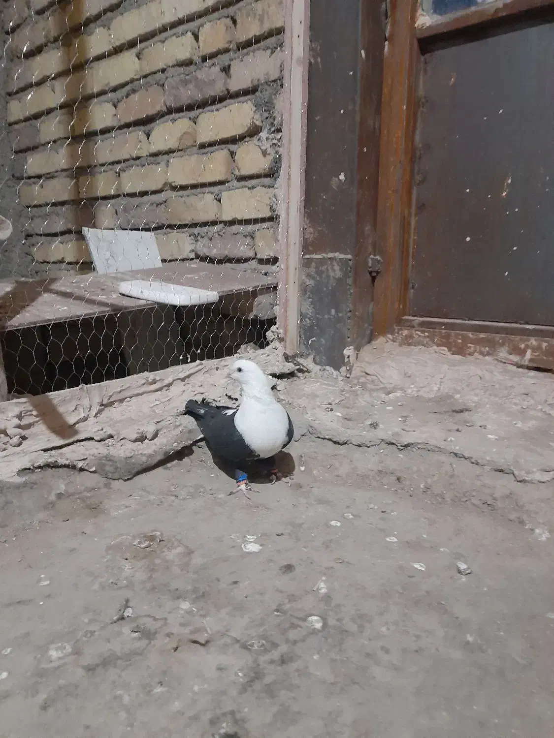 کبوتر پرشی|پرنده|نیشابور, مازول|دیوار