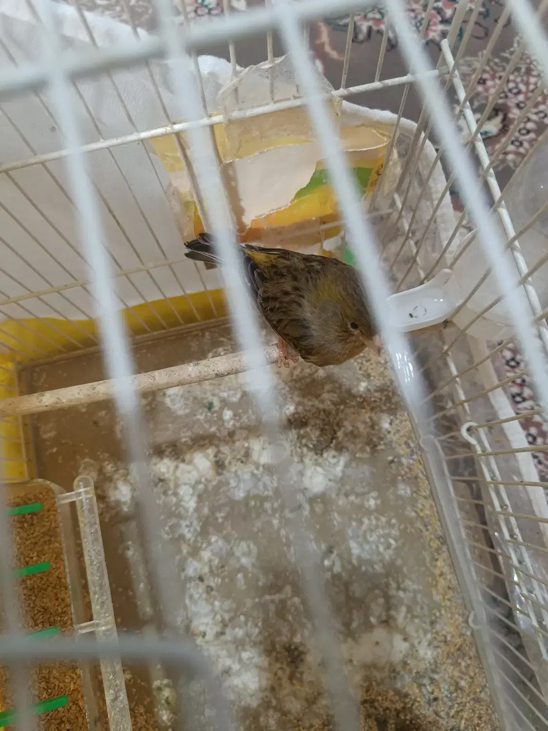 قناری|پرنده|مشهد, شهرک بهارستان|دیوار