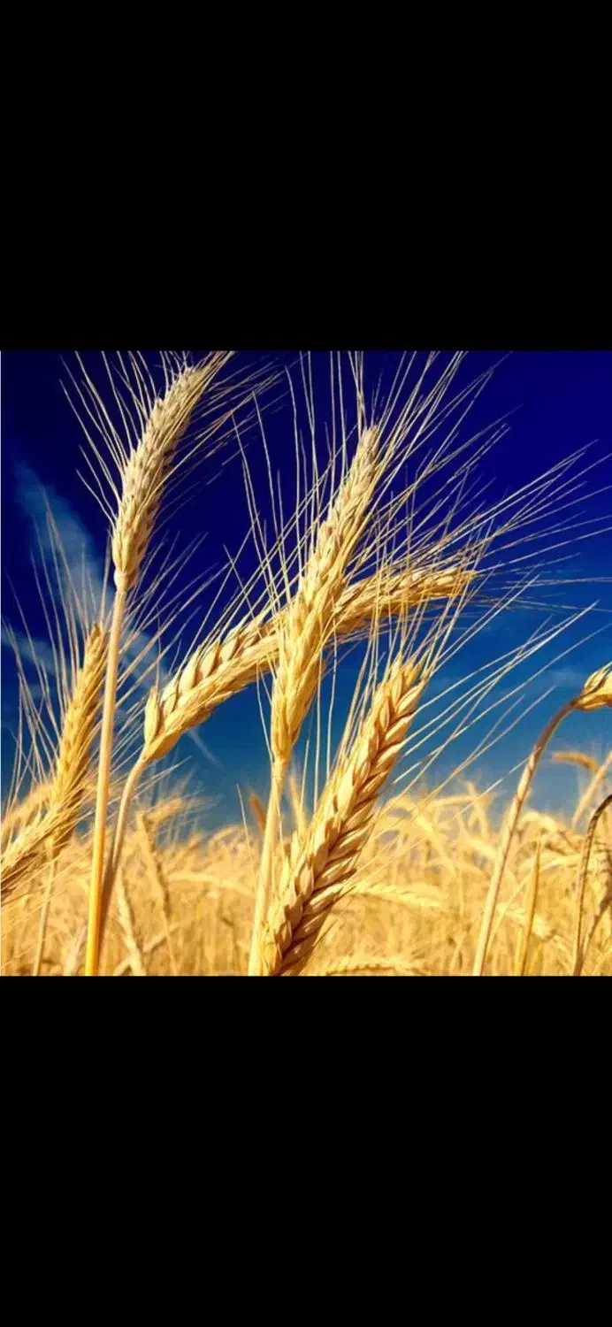 گندم دیم|لوازم جانبی حیوانات|نورآباد, |دیوار