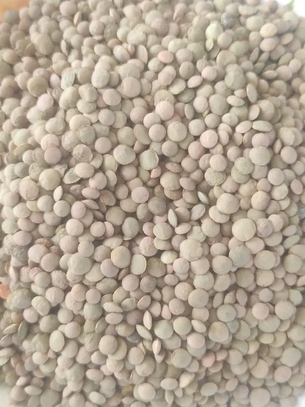 عدس|خوردنی و آشامیدنی|اردبیل, |دیوار