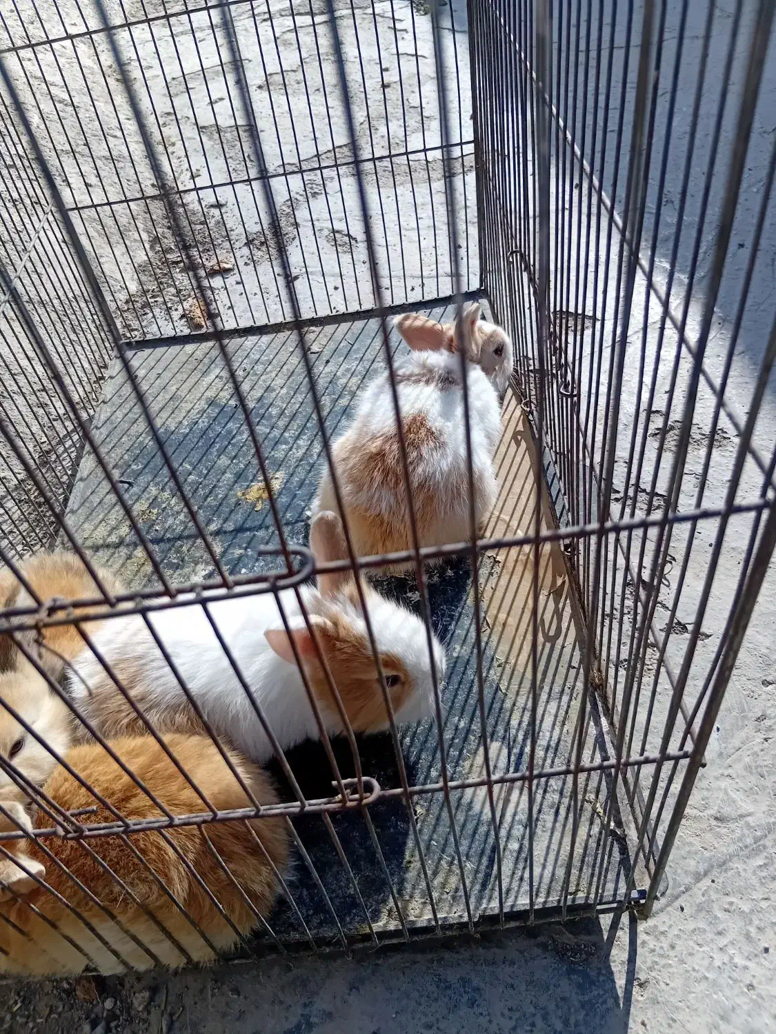 بچه خرگوش|موش و خرگوش|مشهد, امین آباد|دیوار