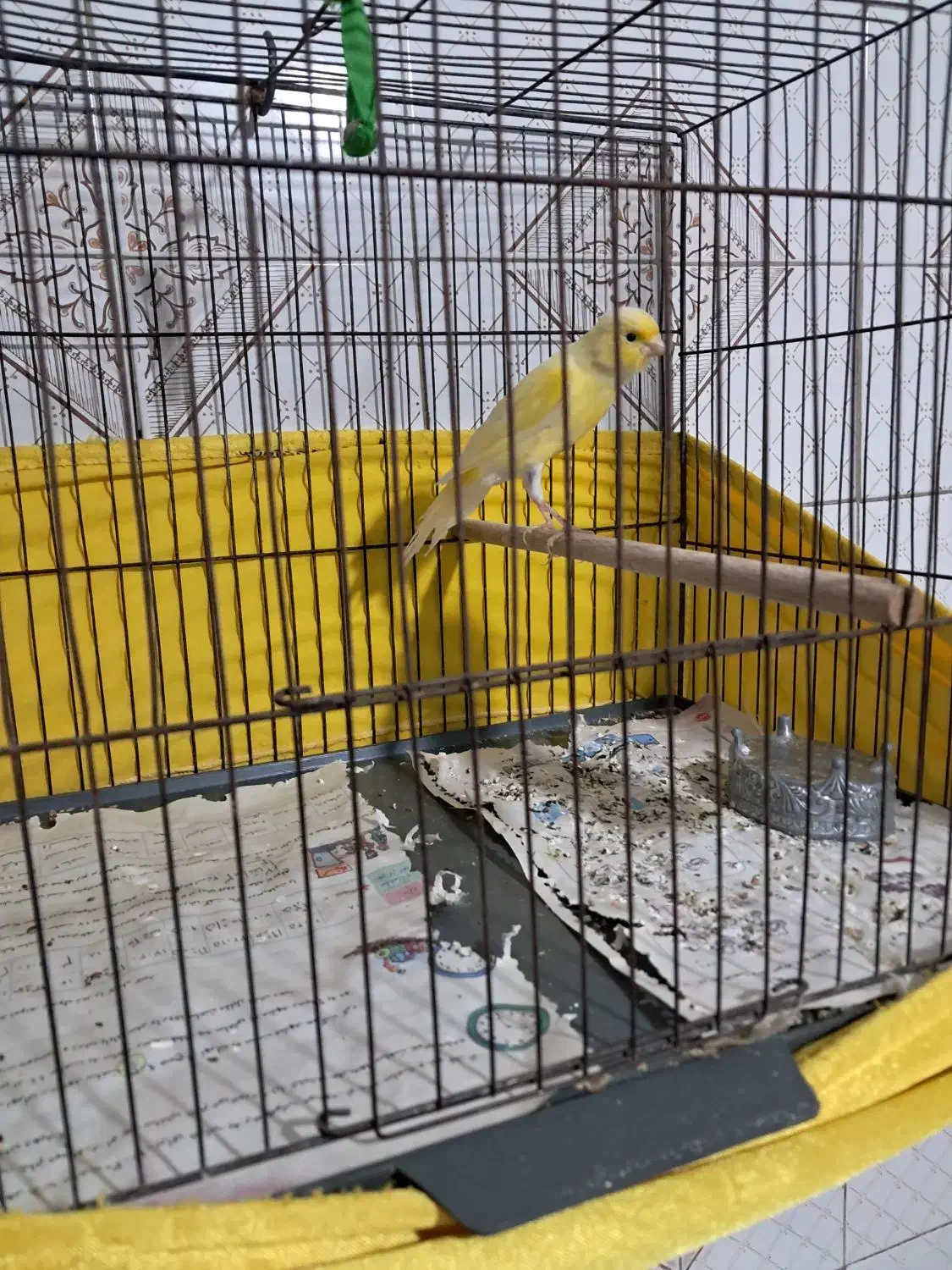 قناری|پرنده|زرندیه, |دیوار