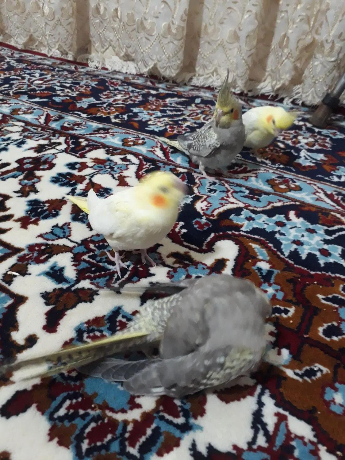 فروش|پرنده|خزل, |دیوار