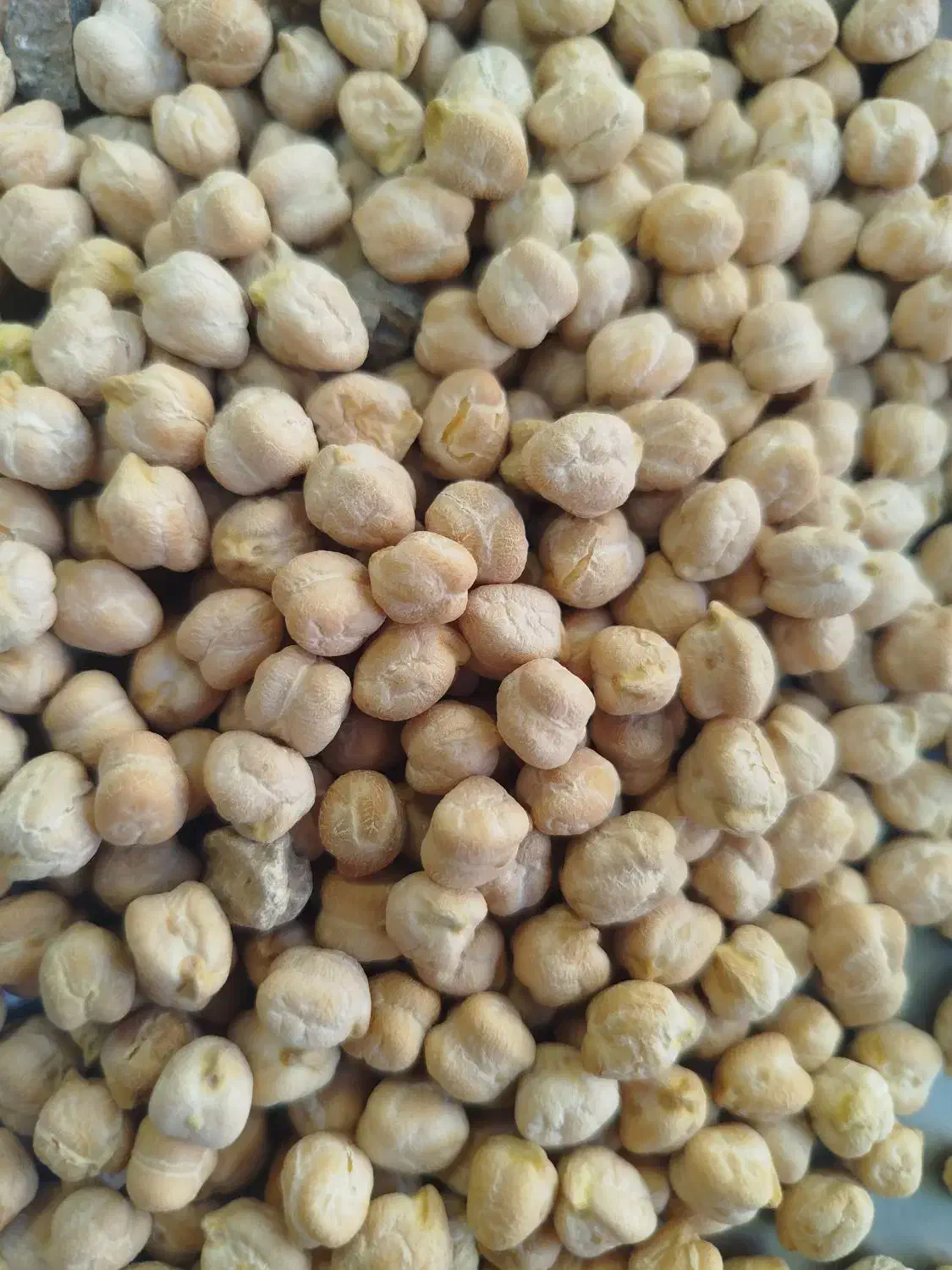 نخود|خوردنی و آشامیدنی|قم, باغ شریفی|دیوار