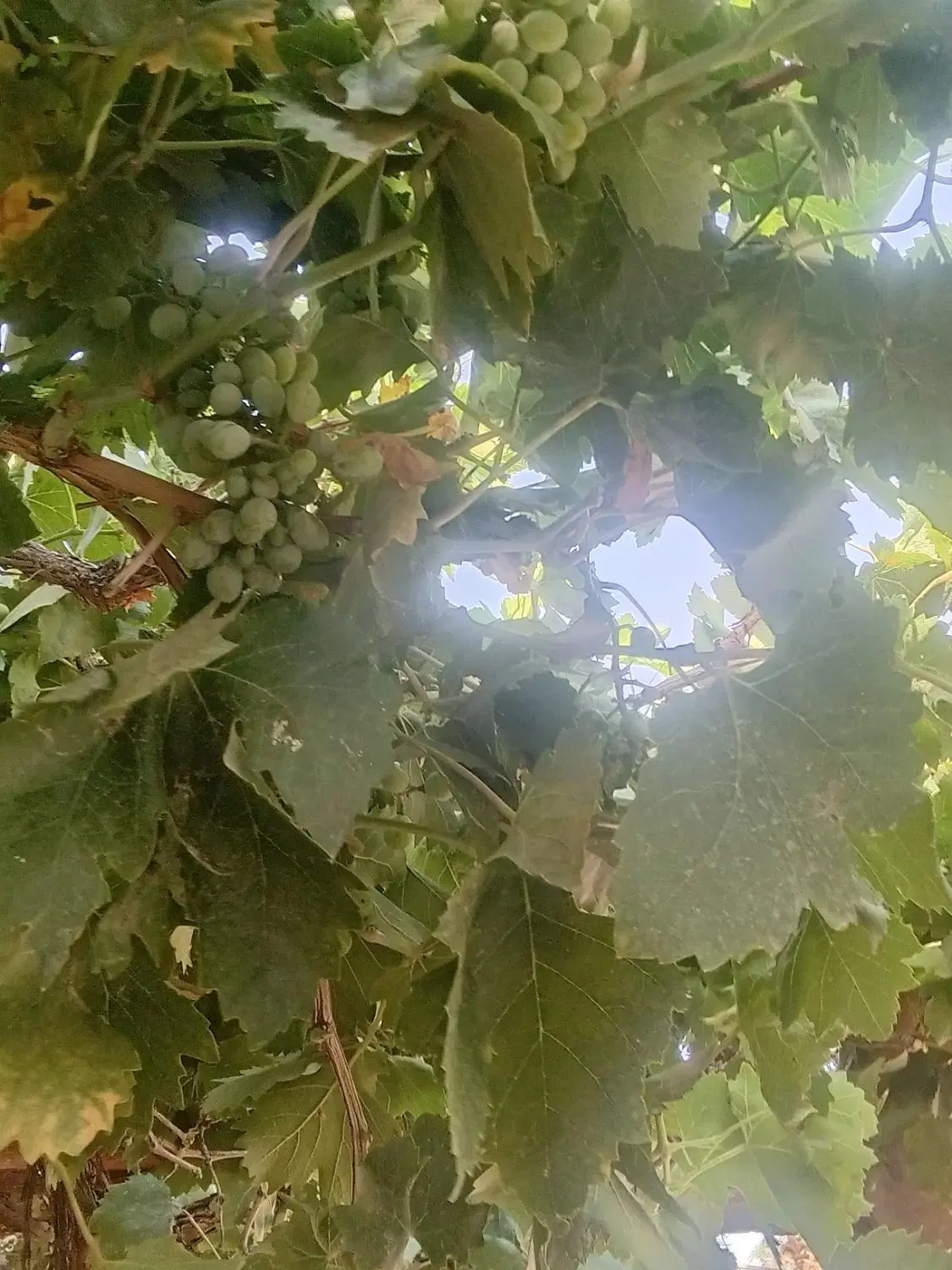 غوره|خوردنی و آشامیدنی|تربتحیدریه, بازار|دیوار