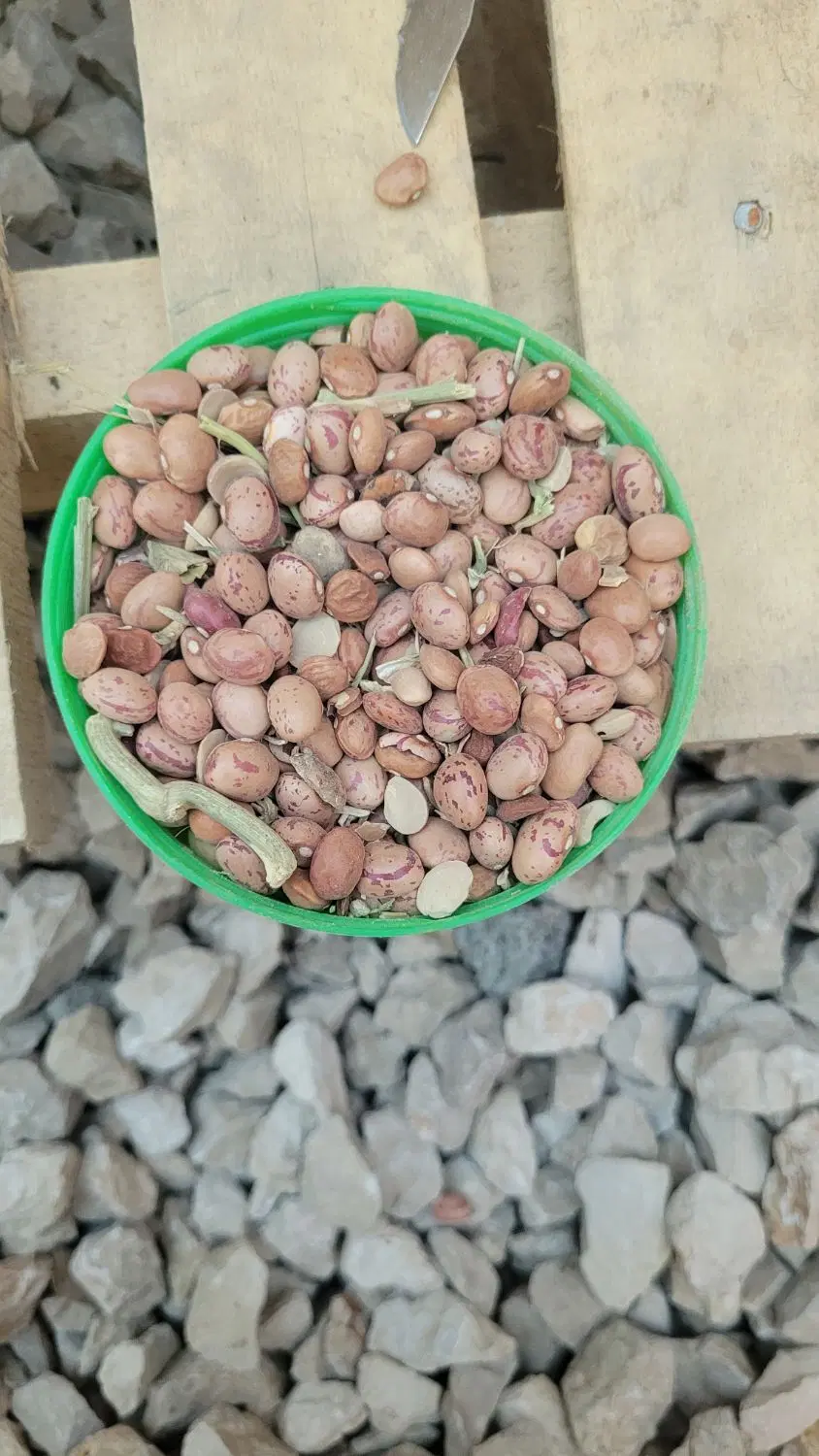 لوبیا|خوردنی و آشامیدنی|لردگان, |دیوار