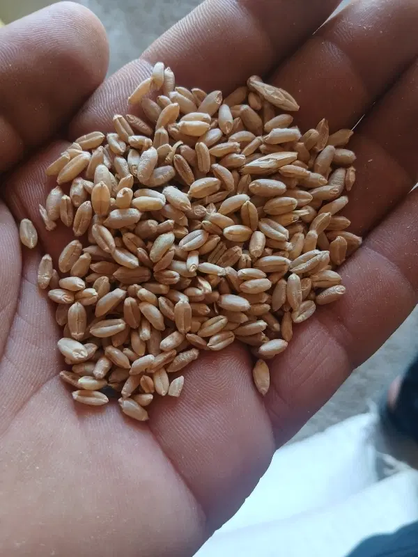 گندم دیم وابی وماشک واوره|خوردنی و آشامیدنی|داران, |دیوار
