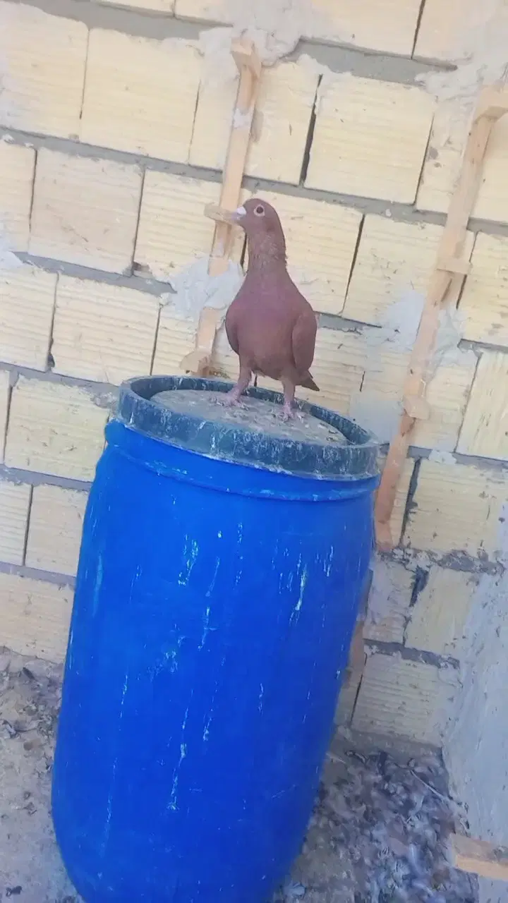 سرخ نر|پرنده|زاهدان, |دیوار