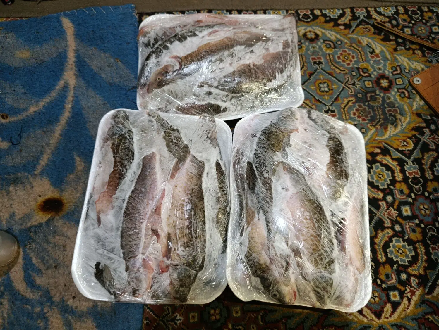 ماهی|ماهی|بیجار, |دیوار